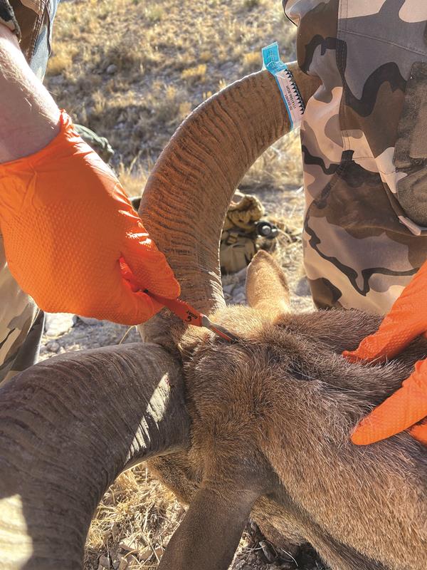 Cape Care in the Field