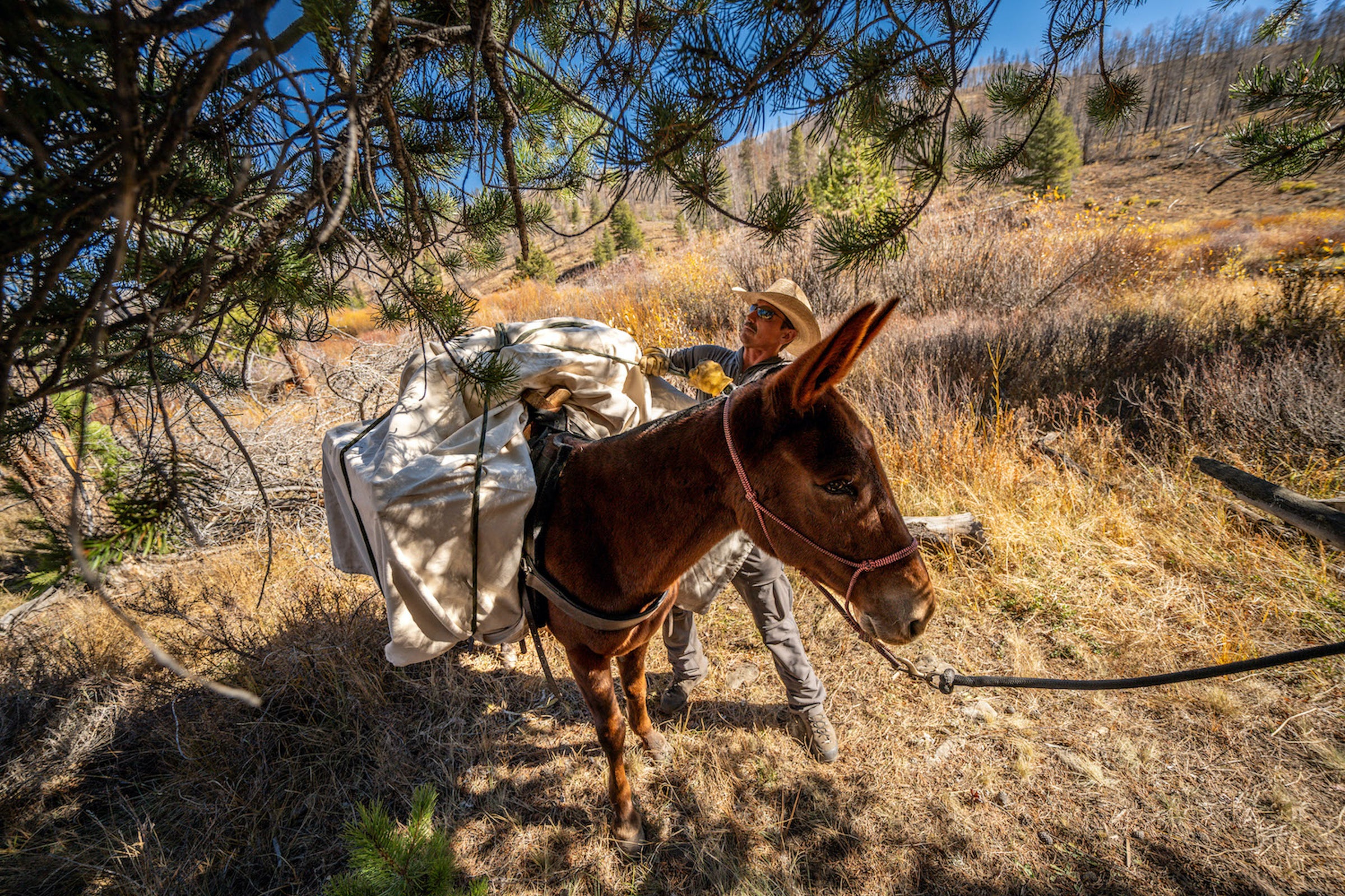 Horseman with pack mule in Colorado