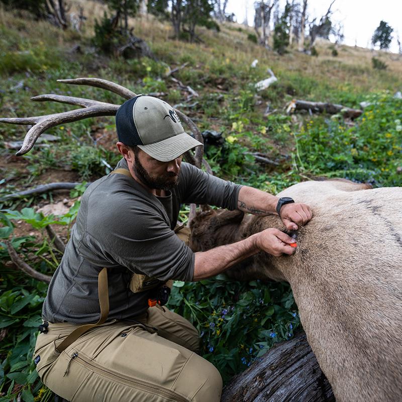 A backcountry hunter on the side of the mountain while wearing the Stone Glacier Chinook Merino Crew LS in granite grey and skinning a bull elk.